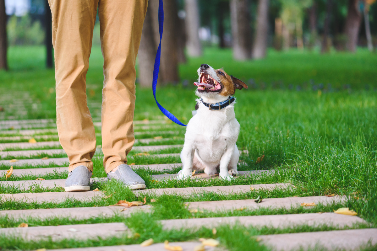 犬のしつけ