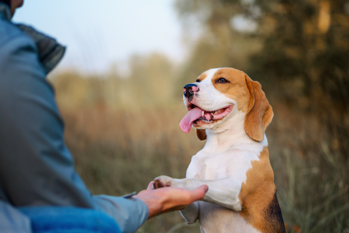 お手する犬