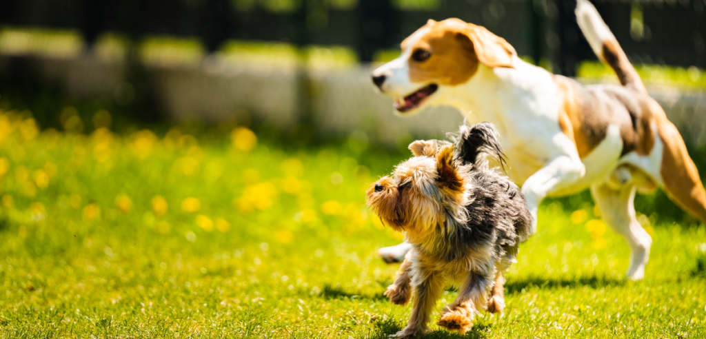 走り回る犬たち